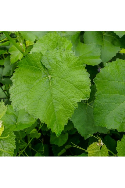 Зеленые лопастные листья винограда Лорано